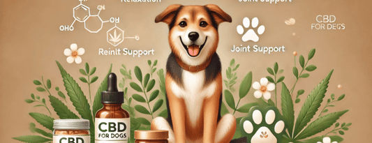 Is CBD Good for Dogs with Anxiety?