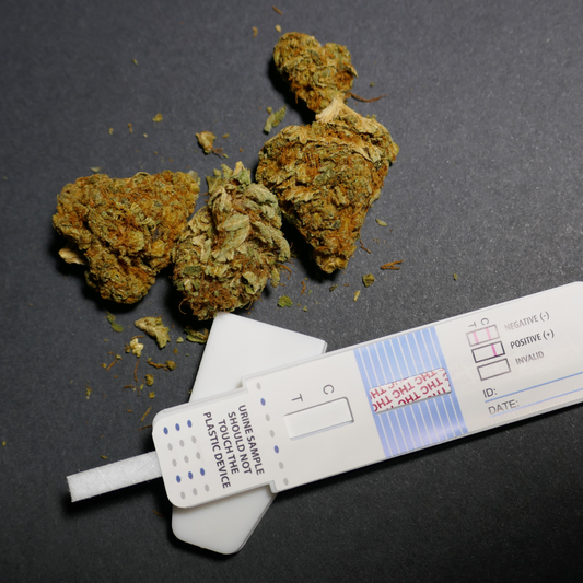 Does CBD Flower Show Up on a Drug Test? Here’s the Truth