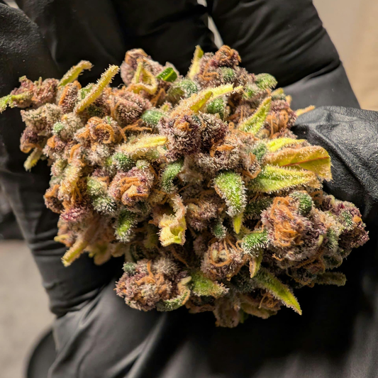 Indoor, Outdoor, or Greenhouse: Which Hemp Cultivation Method Wins?