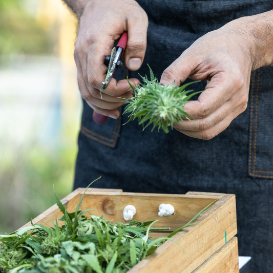 How Hemp Farming Supports American Sustainability