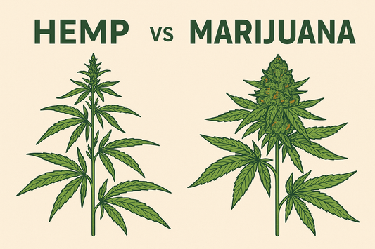 Hemp-Derived vs Marijuana-Derived Products: What’s the Difference?