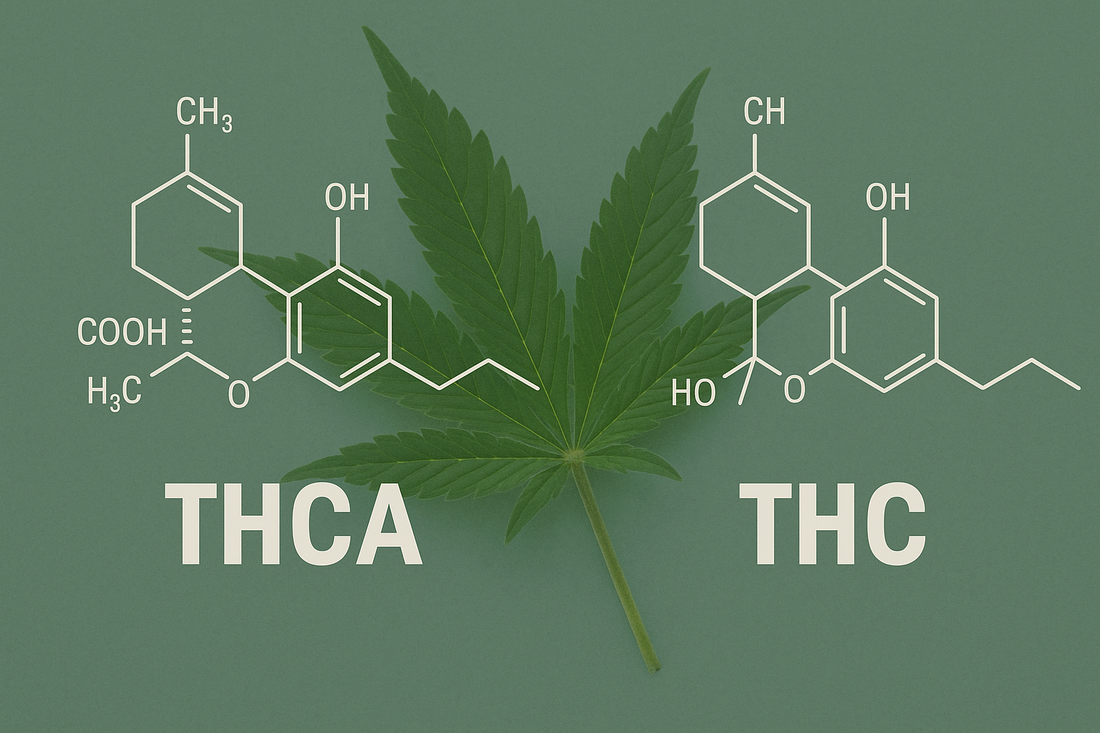 What Is THCa and How Does It Differ from Traditional THC ?