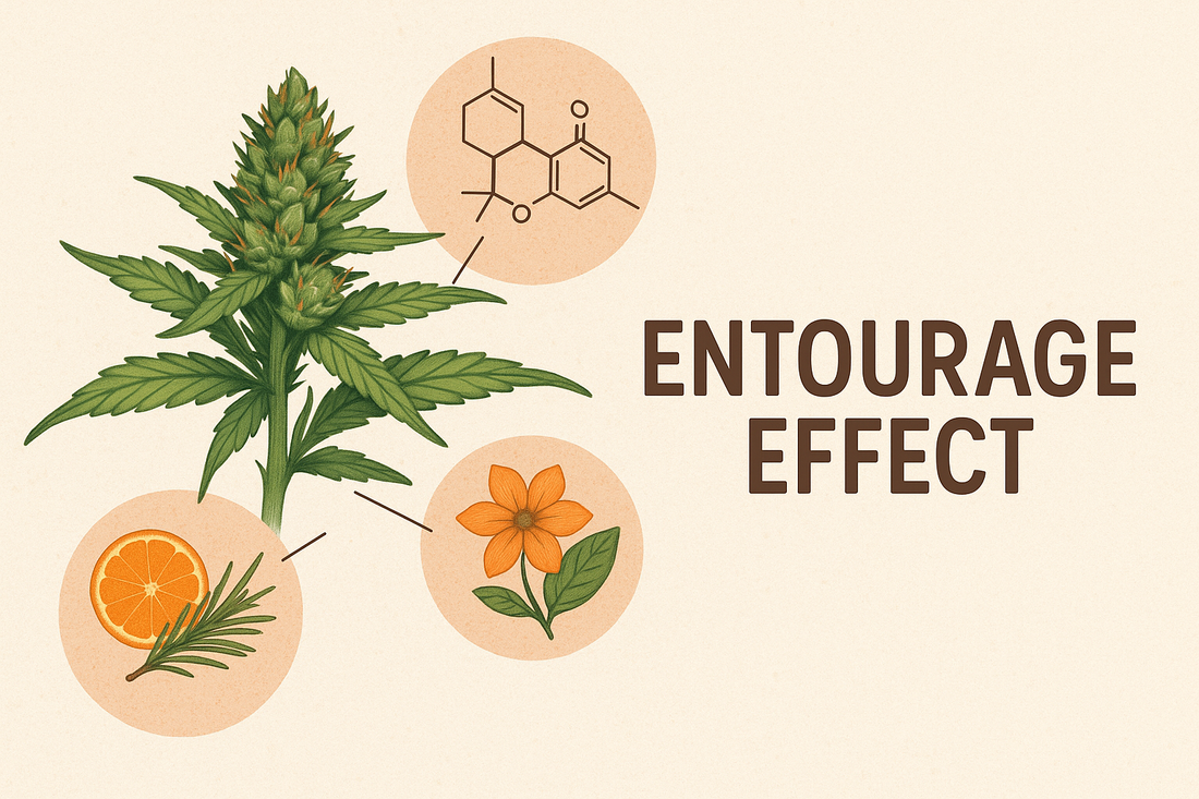 The Entourage Effect: Why Cannabinoids Work Better Together